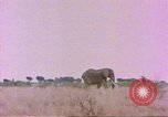 Standbild Elefanten Afrika südlich der Sahara, 1958, aus Sekunde 28 historischem Filmmaterial Videoclip 65675058730