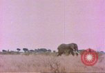 Standbild Elefanten Afrika südlich der Sahara, 1958, aus Sekunde 29 historischem Filmmaterial Videoclip 65675058730