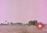 Standbild Elefanten Afrika südlich der Sahara, 1958, aus Sekunde 30 historischem Filmmaterial Videoclip 65675058730