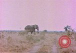 Standbild Elefanten Afrika südlich der Sahara, 1958, aus Sekunde 38 historischem Filmmaterial Videoclip 65675058730