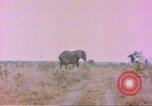 Standbild Elefanten Afrika südlich der Sahara, 1958, aus Sekunde 39 historischem Filmmaterial Videoclip 65675058730