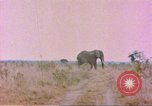 Standbild Elefanten Afrika südlich der Sahara, 1958, aus Sekunde 41 historischem Filmmaterial Videoclip 65675058730