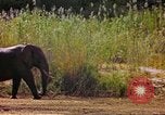 Standbild Elefanten Afrika südlich der Sahara, 1958, aus Sekunde 42 historischem Filmmaterial Videoclip 65675058730
