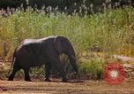 Standbild Elefanten Afrika südlich der Sahara, 1958, aus Sekunde 44 historischem Filmmaterial Videoclip 65675058730