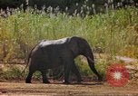 Standbild Elefanten Afrika südlich der Sahara, 1958, aus Sekunde 45 historischem Filmmaterial Videoclip 65675058730