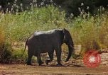 Standbild Elefanten Afrika südlich der Sahara, 1958, aus Sekunde 49 historischem Filmmaterial Videoclip 65675058730