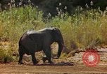 Standbild Elefanten Afrika südlich der Sahara, 1958, aus Sekunde 50 historischem Filmmaterial Videoclip 65675058730