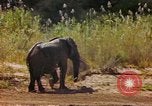 Standbild Elefanten Afrika südlich der Sahara, 1958, aus Sekunde 51 historischem Filmmaterial Videoclip 65675058730