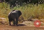Standbild Elefanten Afrika südlich der Sahara, 1958, aus Sekunde 52 historischem Filmmaterial Videoclip 65675058730