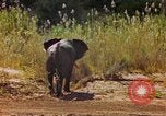 Standbild Elefanten Afrika südlich der Sahara, 1958, aus Sekunde 53 historischem Filmmaterial Videoclip 65675058730