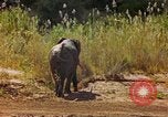 Standbild Elefanten Afrika südlich der Sahara, 1958, aus Sekunde 54 historischem Filmmaterial Videoclip 65675058730