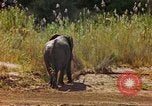 Standbild Elefanten Afrika südlich der Sahara, 1958, aus Sekunde 55 historischem Filmmaterial Videoclip 65675058730