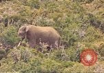 Standbild Elephant Afrika südlich der Sahara, 1958, aus Sekunde 1 historischem Filmmaterial Videoclip 65675058731