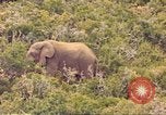 Standbild Elephant Afrika südlich der Sahara, 1958, aus Sekunde 3 historischem Filmmaterial Videoclip 65675058731