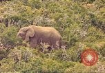 Standbild Elephant Afrika südlich der Sahara, 1958, aus Sekunde 5 historischem Filmmaterial Videoclip 65675058731