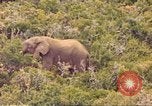 Standbild Elephant Afrika südlich der Sahara, 1958, aus Sekunde 6 historischem Filmmaterial Videoclip 65675058731