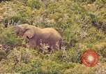 Standbild Elephant Afrika südlich der Sahara, 1958, aus Sekunde 8 historischem Filmmaterial Videoclip 65675058731