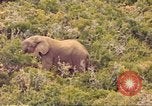 Standbild Elephant Afrika südlich der Sahara, 1958, aus Sekunde 9 historischem Filmmaterial Videoclip 65675058731