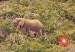 Standbild Elephant Afrika südlich der Sahara, 1958, aus Sekunde 10 historischem Filmmaterial Videoclip 65675058731