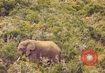 Standbild Elephant Afrika südlich der Sahara, 1958, aus Sekunde 11 historischem Filmmaterial Videoclip 65675058731