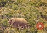 Standbild Elephant Afrika südlich der Sahara, 1958, aus Sekunde 12 historischem Filmmaterial Videoclip 65675058731