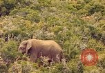 Standbild Elephant Afrika südlich der Sahara, 1958, aus Sekunde 13 historischem Filmmaterial Videoclip 65675058731