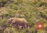 Standbild Elephant Afrika südlich der Sahara, 1958, aus Sekunde 15 historischem Filmmaterial Videoclip 65675058731