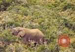 Standbild Elephant Afrika südlich der Sahara, 1958, aus Sekunde 16 historischem Filmmaterial Videoclip 65675058731