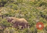 Standbild Elephant Afrika südlich der Sahara, 1958, aus Sekunde 17 historischem Filmmaterial Videoclip 65675058731