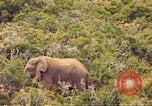 Standbild Elephant Afrika südlich der Sahara, 1958, aus Sekunde 19 historischem Filmmaterial Videoclip 65675058731