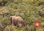 Standbild Elephant Afrika südlich der Sahara, 1958, aus Sekunde 20 historischem Filmmaterial Videoclip 65675058731