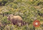 Standbild Elephant Afrika südlich der Sahara, 1958, aus Sekunde 21 historischem Filmmaterial Videoclip 65675058731