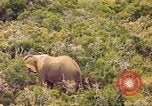 Standbild Elephant Afrika südlich der Sahara, 1958, aus Sekunde 22 historischem Filmmaterial Videoclip 65675058731