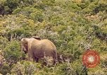Standbild Elephant Afrika südlich der Sahara, 1958, aus Sekunde 23 historischem Filmmaterial Videoclip 65675058731