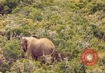 Standbild Elephant Afrika südlich der Sahara, 1958, aus Sekunde 24 historischem Filmmaterial Videoclip 65675058731