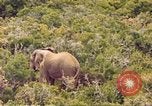 Standbild Elephant Afrika südlich der Sahara, 1958, aus Sekunde 25 historischem Filmmaterial Videoclip 65675058731