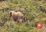 Standbild Elephant Afrika südlich der Sahara, 1958, aus Sekunde 26 historischem Filmmaterial Videoclip 65675058731