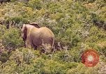 Standbild Elephant Afrika südlich der Sahara, 1958, aus Sekunde 27 historischem Filmmaterial Videoclip 65675058731