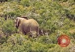 Standbild Elephant Afrika südlich der Sahara, 1958, aus Sekunde 29 historischem Filmmaterial Videoclip 65675058731