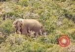 Standbild Elephant Afrika südlich der Sahara, 1958, aus Sekunde 30 historischem Filmmaterial Videoclip 65675058731