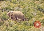 Standbild Elephant Afrika südlich der Sahara, 1958, aus Sekunde 31 historischem Filmmaterial Videoclip 65675058731