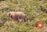 Standbild Elephant Afrika südlich der Sahara, 1958, aus Sekunde 32 historischem Filmmaterial Videoclip 65675058731
