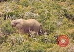 Standbild Elephant Afrika südlich der Sahara, 1958, aus Sekunde 33 historischem Filmmaterial Videoclip 65675058731