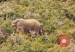 Standbild Elephant Afrika südlich der Sahara, 1958, aus Sekunde 34 historischem Filmmaterial Videoclip 65675058731