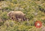 Standbild Elephant Afrika südlich der Sahara, 1958, aus Sekunde 35 historischem Filmmaterial Videoclip 65675058731