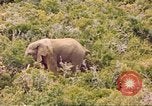 Standbild Elephant Afrika südlich der Sahara, 1958, aus Sekunde 36 historischem Filmmaterial Videoclip 65675058731