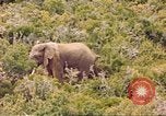Standbild Elephant Afrika südlich der Sahara, 1958, aus Sekunde 37 historischem Filmmaterial Videoclip 65675058731