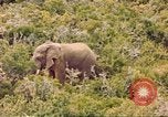 Standbild Elephant Afrika südlich der Sahara, 1958, aus Sekunde 38 historischem Filmmaterial Videoclip 65675058731