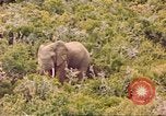 Standbild Elephant Afrika südlich der Sahara, 1958, aus Sekunde 39 historischem Filmmaterial Videoclip 65675058731