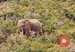 Standbild Elephant Afrika südlich der Sahara, 1958, aus Sekunde 40 historischem Filmmaterial Videoclip 65675058731
